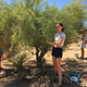 Mesquite tree