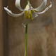 Whitefawnlily2