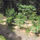 Foodforest mounds