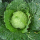 Cabbage%20from%20the%20garden