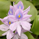 800px common water hyacinth