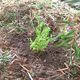 Destinys mole   council verge plants 12 5 2013 002