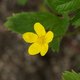 Silverweed front