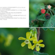 Heart plant tome september 2013 19web