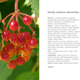 Heart plant tome september 2013 70web