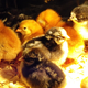 20140311 chicks