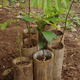 Bamboo containers instead of plastic bags 1
