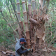 Cutting giant bamboo