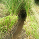 Protection of an irrigation swale