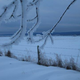 Hoar frost in a prairie winter