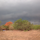 Day 2 evening monsoon coming with flame tree