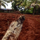 6.10 pieces of rotting coconut trunk found in the disturbed soil