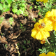 Marigolds in front of strawberry and spruce mulch