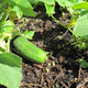 Cucumbers amid spruce cone mulch