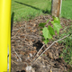 Grass suppression around grape cutting