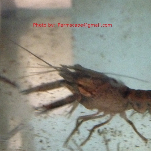 Permscape.com – Juvenile fresh water lobsters in our earliest grow out tank.