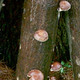 Mushroomlog200pxw