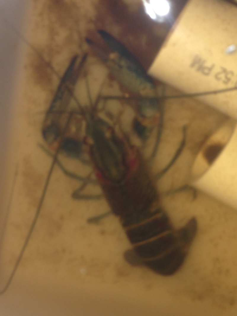Permscape.com - Fresh water lobster in our sump tank 