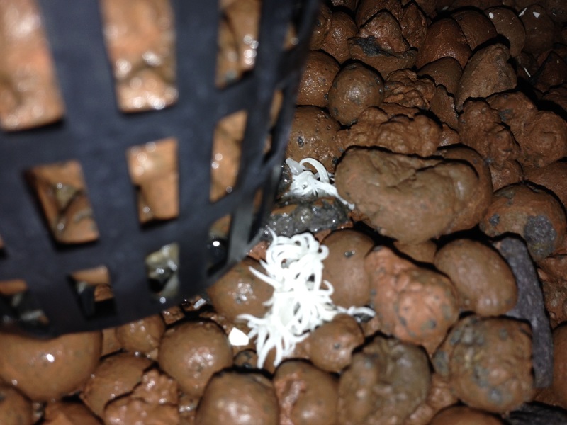 The mycelium is visibly growing directly on the clay media in the Permscape.com aquaponics system.