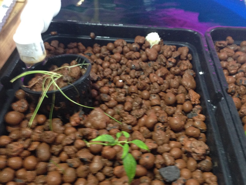 John Stevenson's Lions mane mushrooms fruited in the clay media of the permscape.com aquaponics system