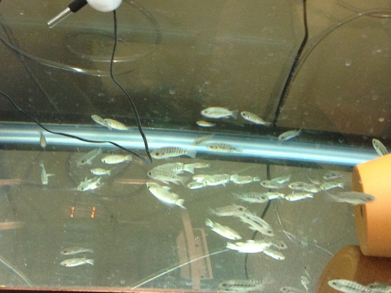 Tiny Tilapia we raised in a fry tank at permscape.com