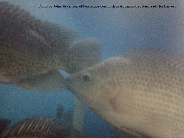 More Tilapia in the permscape.com system