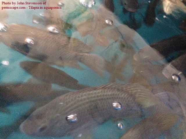Tilapia in the permscape.com system