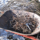 Mulch from pruning debris