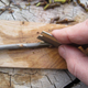 Cutting sea buckthorn whip with razor