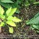 Permscape   duckweed as green manure with comfrey 2