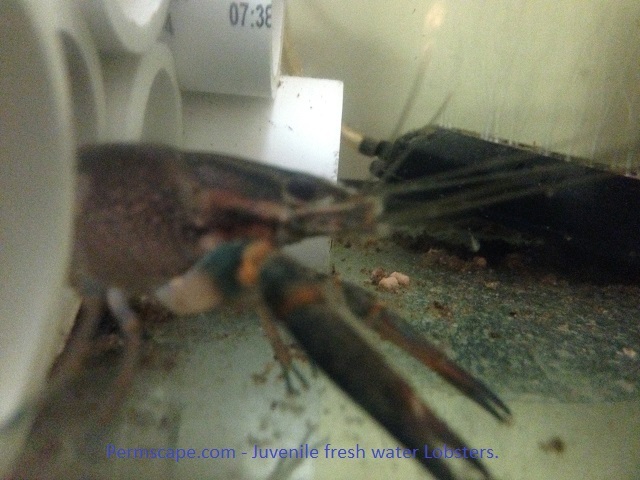 Permscape.com - Fresh water lobster in our earliest version of a breeder tank.