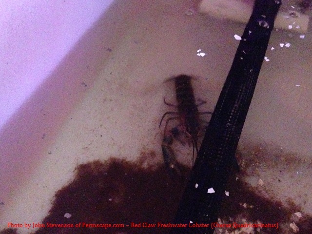 Permscape.com - Fresh water lobster in our sump tank 