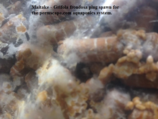 Maitake - Grifola frondosa plug spawn for the permscape.com aquaponics system.