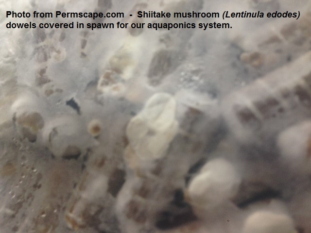 Photo from Permscape.com - Shiitake mushroom (Lentinula edodes) dowels covered in spawn for our aquaponics system.