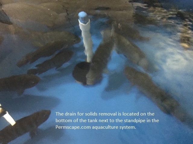 The drain for solids removal is located on the bottom of the tank next to the standpipe in the Permscape.com aquaculture system.