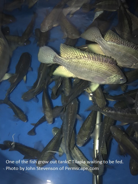  of the fish grow out tanks. Tilapia waiting to be fed. Photo by John Stevenson of Permscape.com