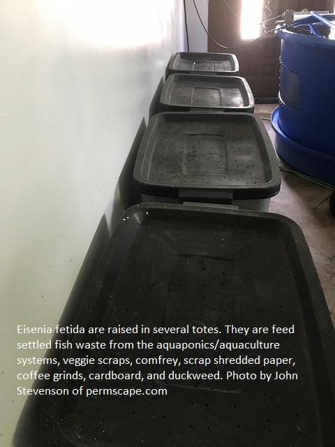 Eisenia fetida (composting worms) are raised in the garage and are feed settled fish waste from the aquaponics/aquaculture system