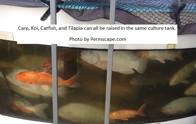 More fish growing in the aquaponics system – Photo by John Stevenson of Permscape.com