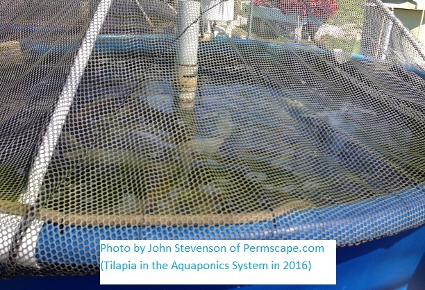 More fish growing in the aquaponics system – Photo by John Stevenson of Permscape.com