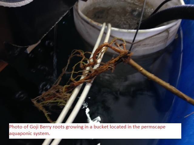 Goji trials in the aquaponics system – Permscape.com - Roots
