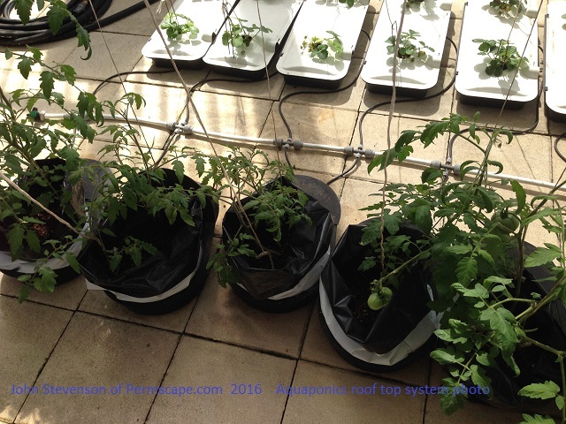 Photo of John Stevenson - Aquaponics greenhouse project - 2016 Hybrid Tomato System fertilized by fish waste – Posted to Permaculture Global 