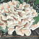 Chicken of the woods harvested and used for a mushroom spawn slurry to inoculate the permscape food forest project in valley forge pennsylvania %28pennsylvania usa%29 run by john stevenson  