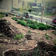 Philly Food Forests
