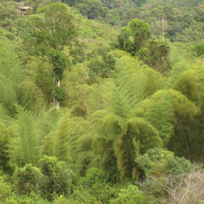 Parque Bambú - Ecuador