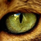 cat eyes (conojosdegata)