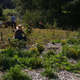 Edible Ecosystem Teaching Garden