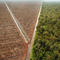 Borneo Permaculture Farm Project