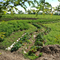 Chicagoland Permaculture at Townline Design