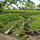 Chicagoland Permaculture at Townline Design