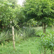 Sto. Domingo Food Forest